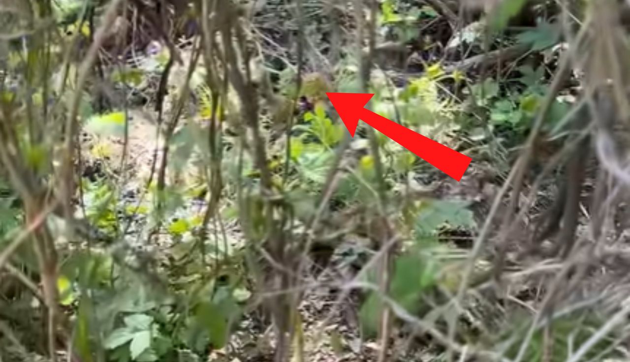 "Tego nie zapomnę". Taki widok w lesie. Wideo podbija sieć