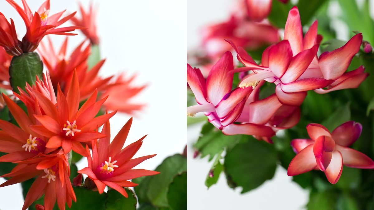 Jak odróżnić grudnik od kaktusa wielkanocnego?