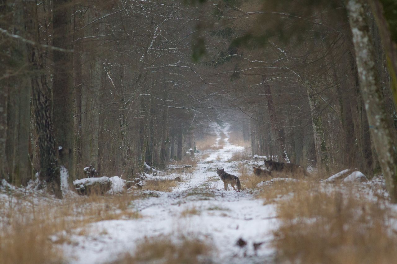 Wilki niedaleko Warszawy. Leśnicy ostrzegają