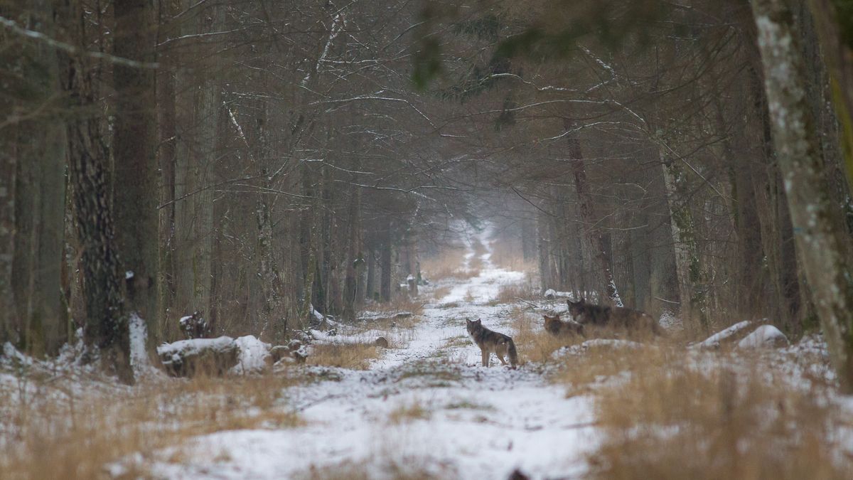 Wilki zostały zaobserwowane w okolicy Piaseczna 