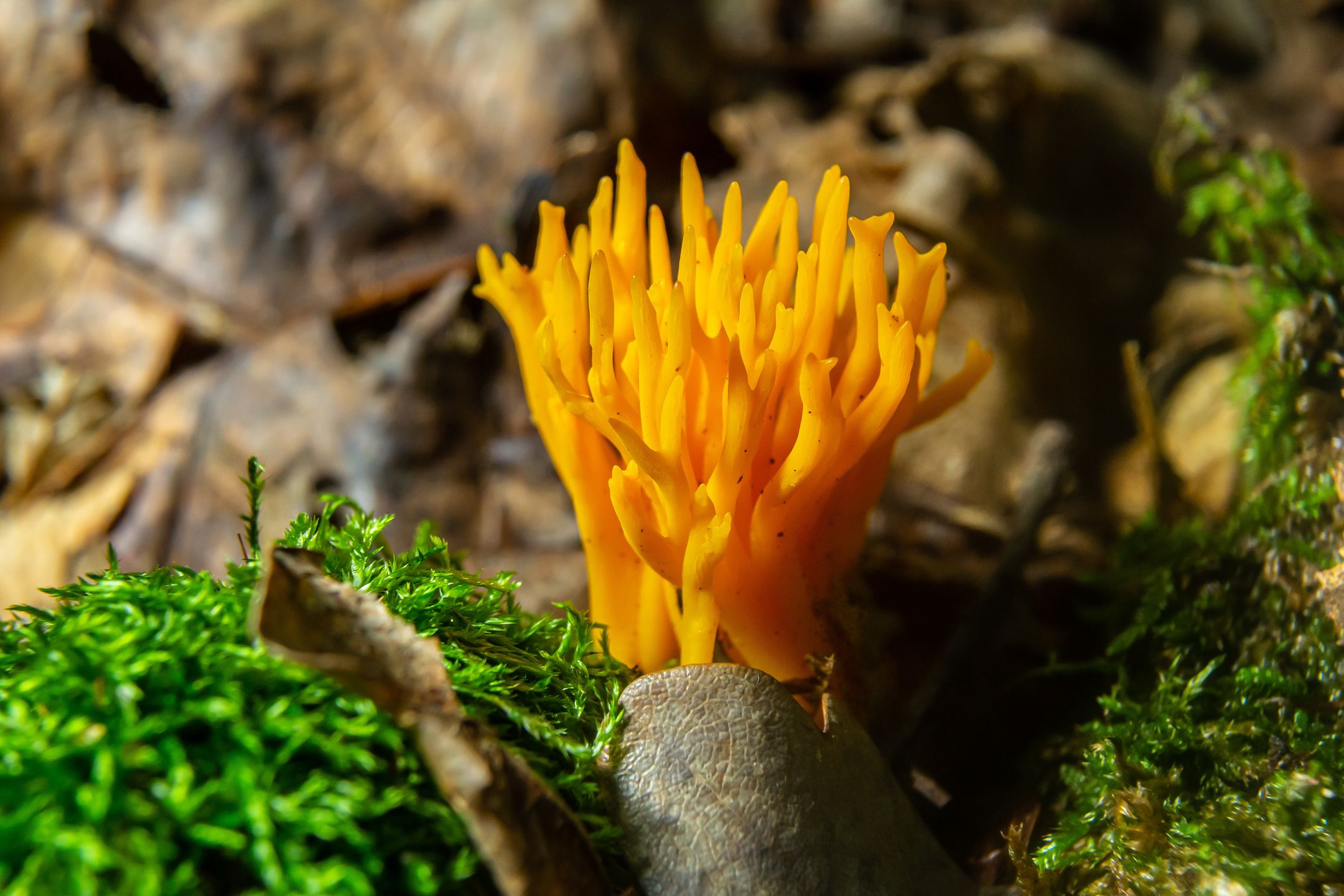 Calocera viscosa czyli pięknoróg największy