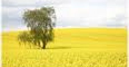 Większe zyski rolnikóww 2010 z upraw rzepaku.