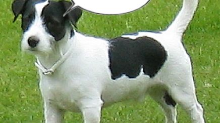 Cztery łapy i iPod - gadżety dla zwierzaków 1