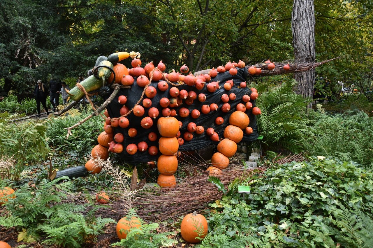 Wrocław: Pomarańczowy zawrót głowy w Ogrodzie Botanicznym. Dynie opanowały Wrocław!