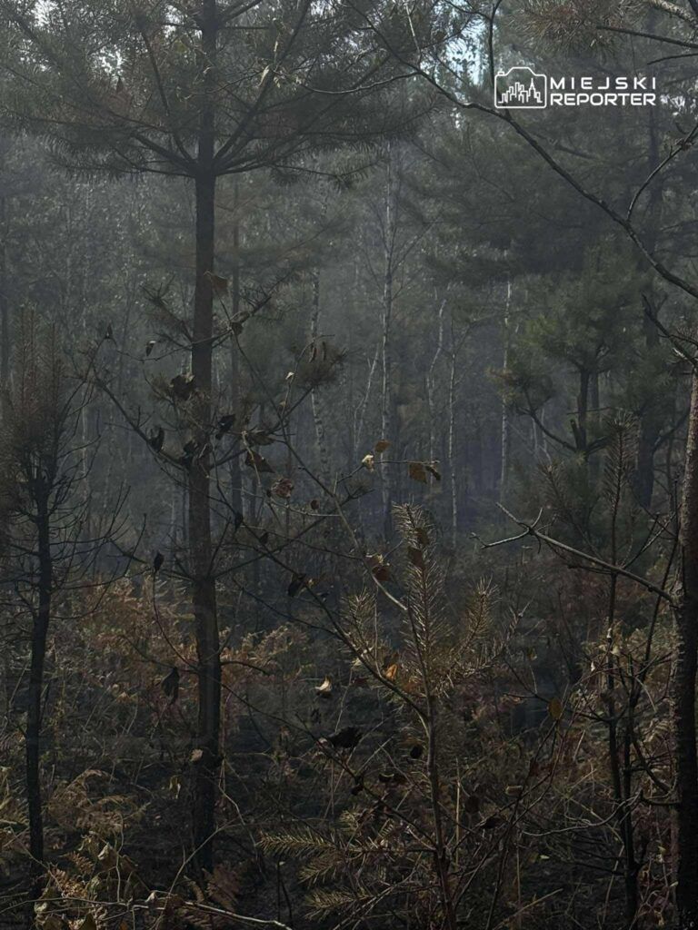 Gęsty las z drzewami w tle, z widocznymi oznakami pożaru, z dymem i poschylonymi gałęziami.