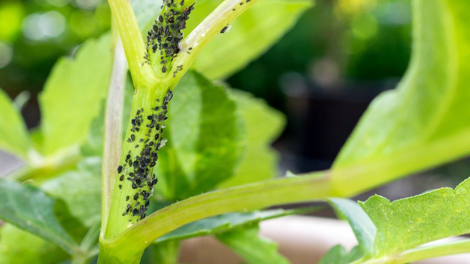 agriculture, aphid, aphidoidea, background, biology, black, botanical, botany, bug, close, close-up, closeup, control, destructive, entomology, environment, garden, gardening, green, infestation, insect, leaf, lice, macro, nature, parasite, pest, plant, small, stem