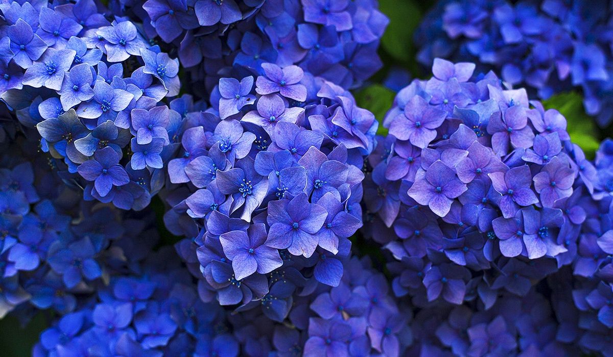 Krzewy ugną się od kwiatów. Bardzo prosty trik ogrodników na hortensje