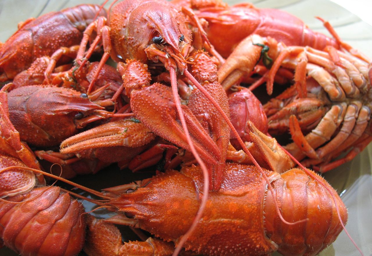 Woj. lubelskie: Rak szlachetny zamieszka w rzekach. "Sympatyczny skorupiak"