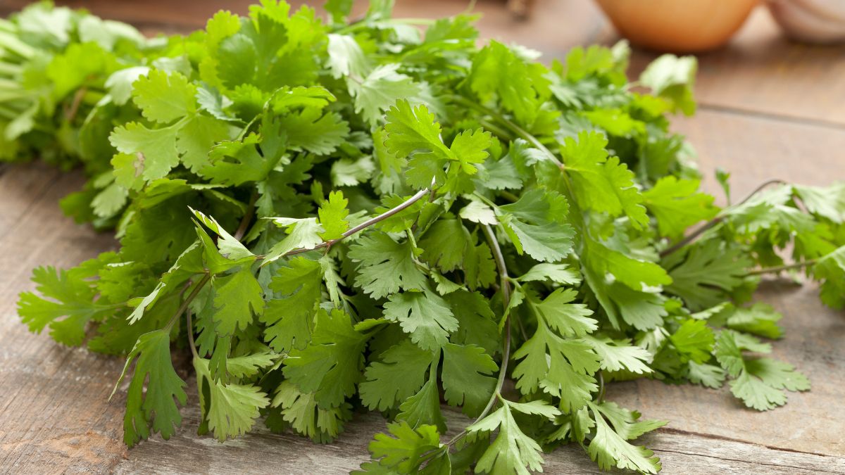 Kolendra nie każdemu przypadnie do gustu