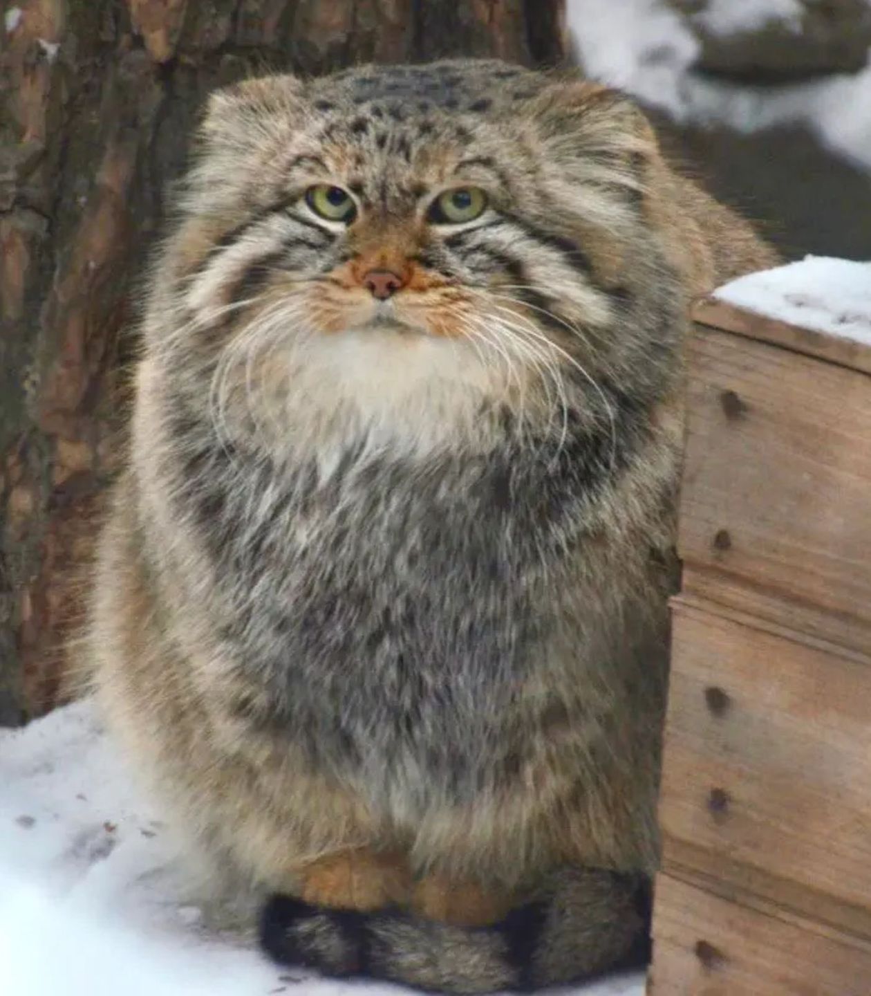 Kot Zielonogorsk zdechł