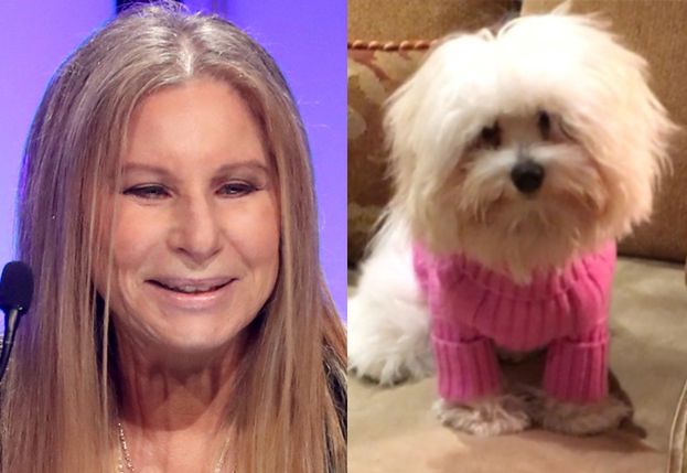 Barbra Streisand wyznaje: "SKLONOWAŁAM PSA... DWUKROTNIE"!