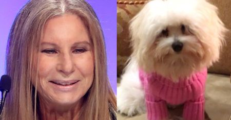 Barbra Streisand wyznaje: "SKLONOWAŁAM PSA... DWUKROTNIE"!