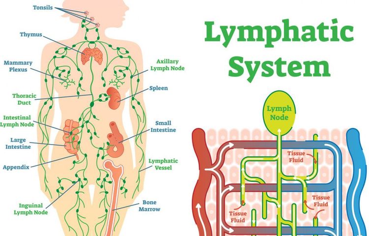 Układ limfatyczny to rozbudowana sieć naczyń, będąca częścią układu odpornościowego