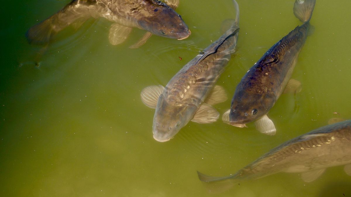Ponad 1200 ryb zostanie zutylizowanych. (Zdjęcie poglądowe).