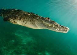 Polsat Viasat Nature HD Planeta w ciągłym ruchu