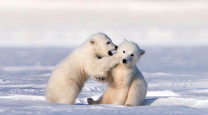 Śnieżne niedźwiedzie