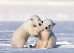 Polsat Viasat Nature HD Śnieżne niedźwiedzie