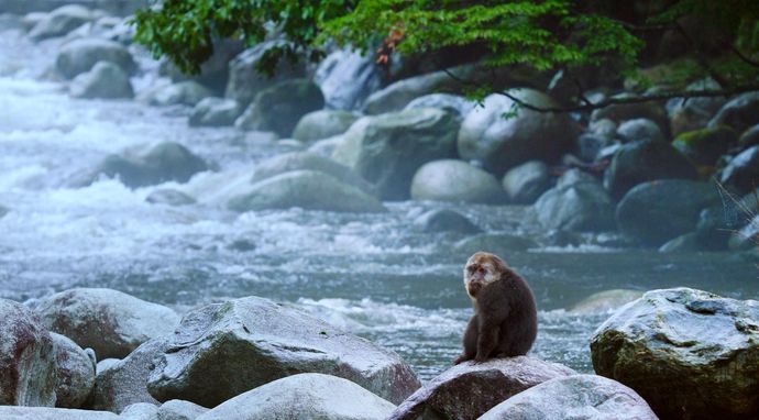 Dzikie tajemnice Chin