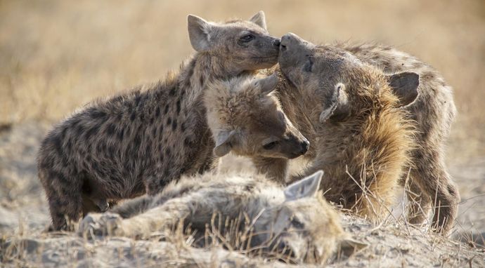 Samice na czele stada