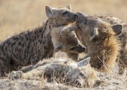 Polsat Viasat Nature HD Samice na czele stada