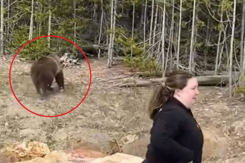 Podeszła do grizzly, żeby zrobić zdjęcie. Stanie przed sądem