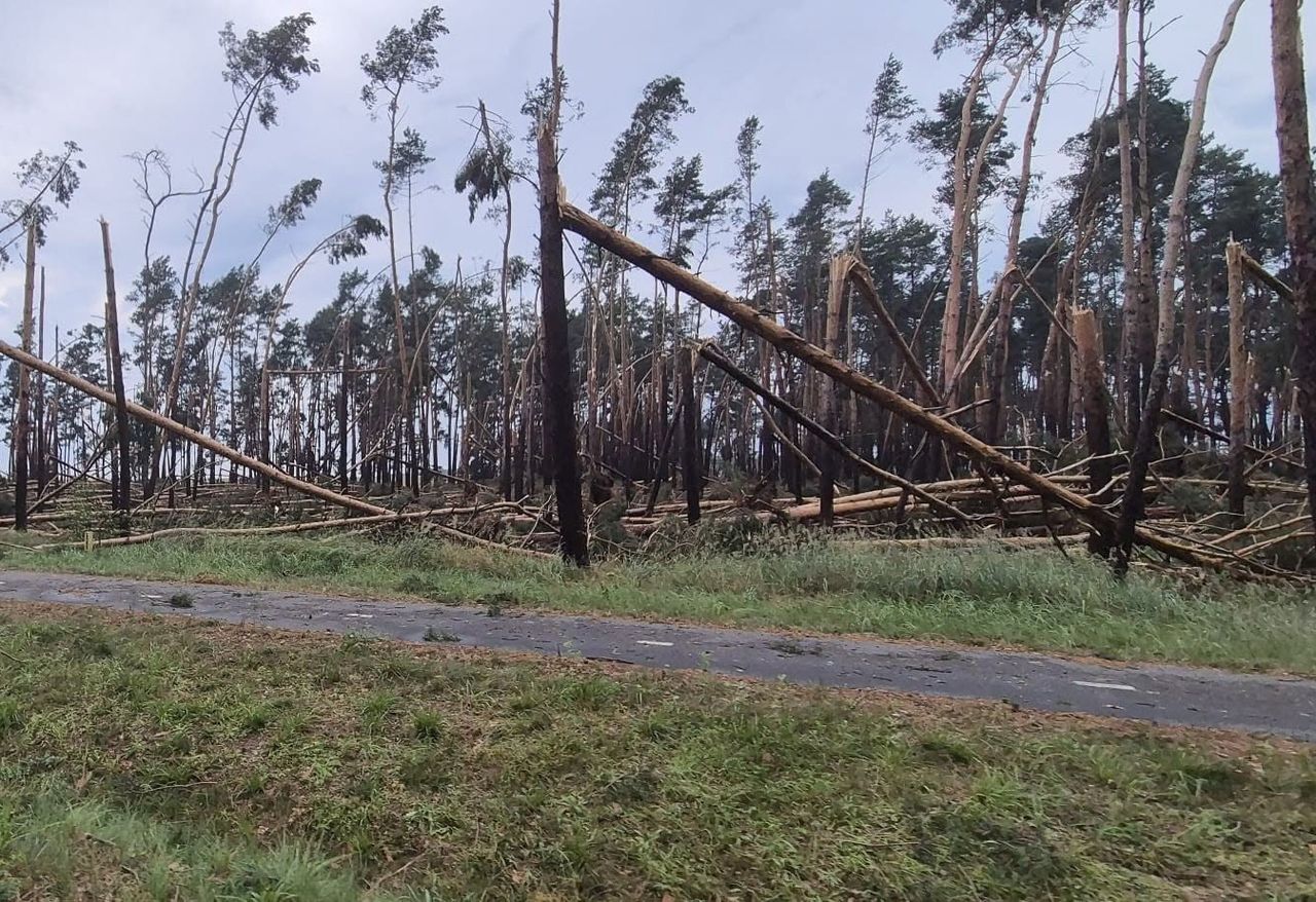 Nie wchodź do lasu. Pilny apel leśników