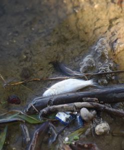 Warszawa. W Wiśle znaleziono śnięte ryby