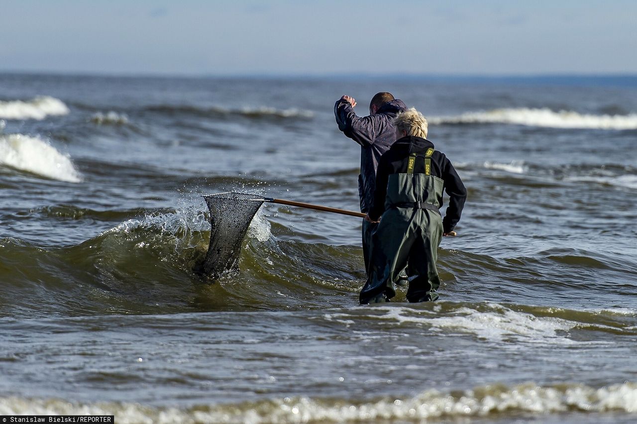 Bałtyk wyrzuca prawdziwe bogactwa. "Można poczuć adrenalinę" 