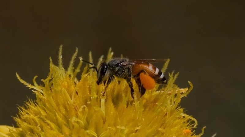 Pojawienie się pszczoły karłowatej zaniepokoiło naukowców