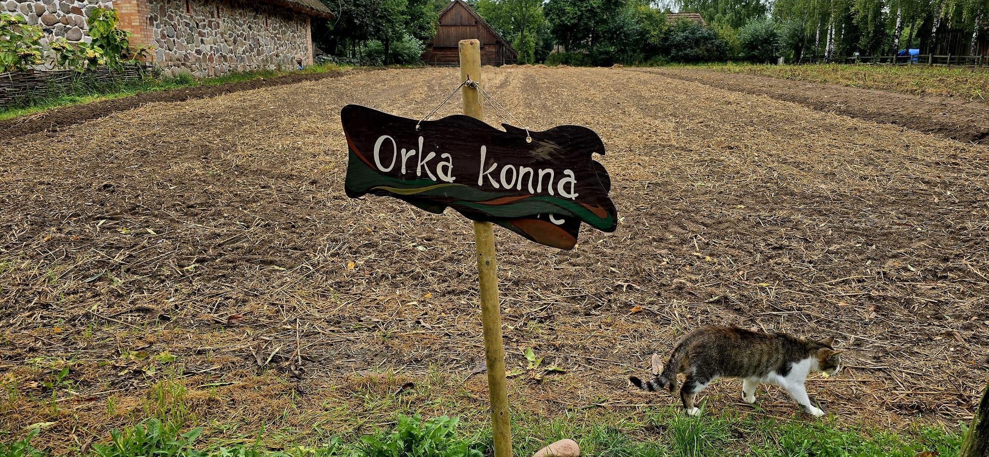 Wykopki 