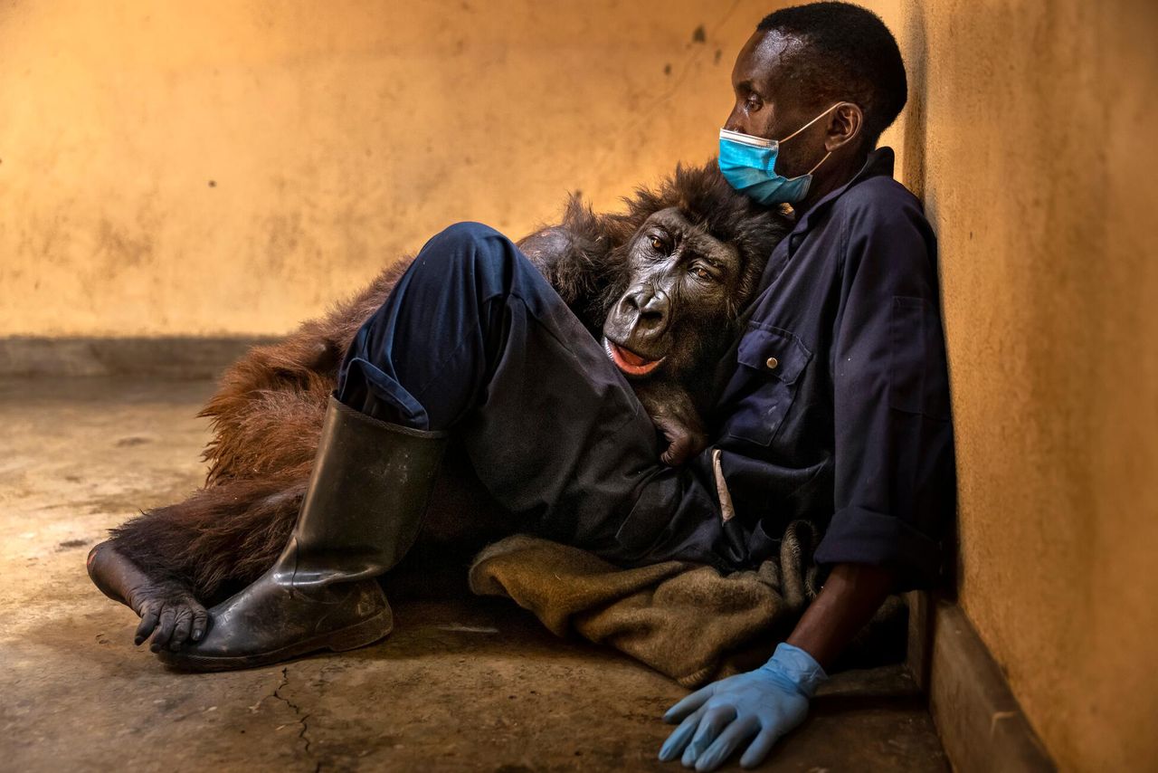 21.09.2021 r., Demokratyczna Republika Konga. Strażnik Andre Bauma zajmuje się osieroconym gorylem, którego znalazł przytulającego się do zmarłej matki. Nazwał ją Ndakasi i będzie się nią opiekował do końca życia.
