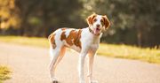 Wygląda niepozornie, a potrafi więcej niż myślisz. Poznaj spaniela bretońskiego
