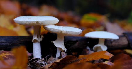 Znaleziono potencjalne antidotum na zatrucie śmiercionośnym grzybem