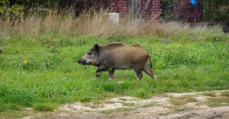 Fatalny finał spaceru. Pan uciekł, jego pupil nie przeżył