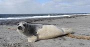 Setki tysięcy martwych fok. Obrońcy zwierząt alarmują