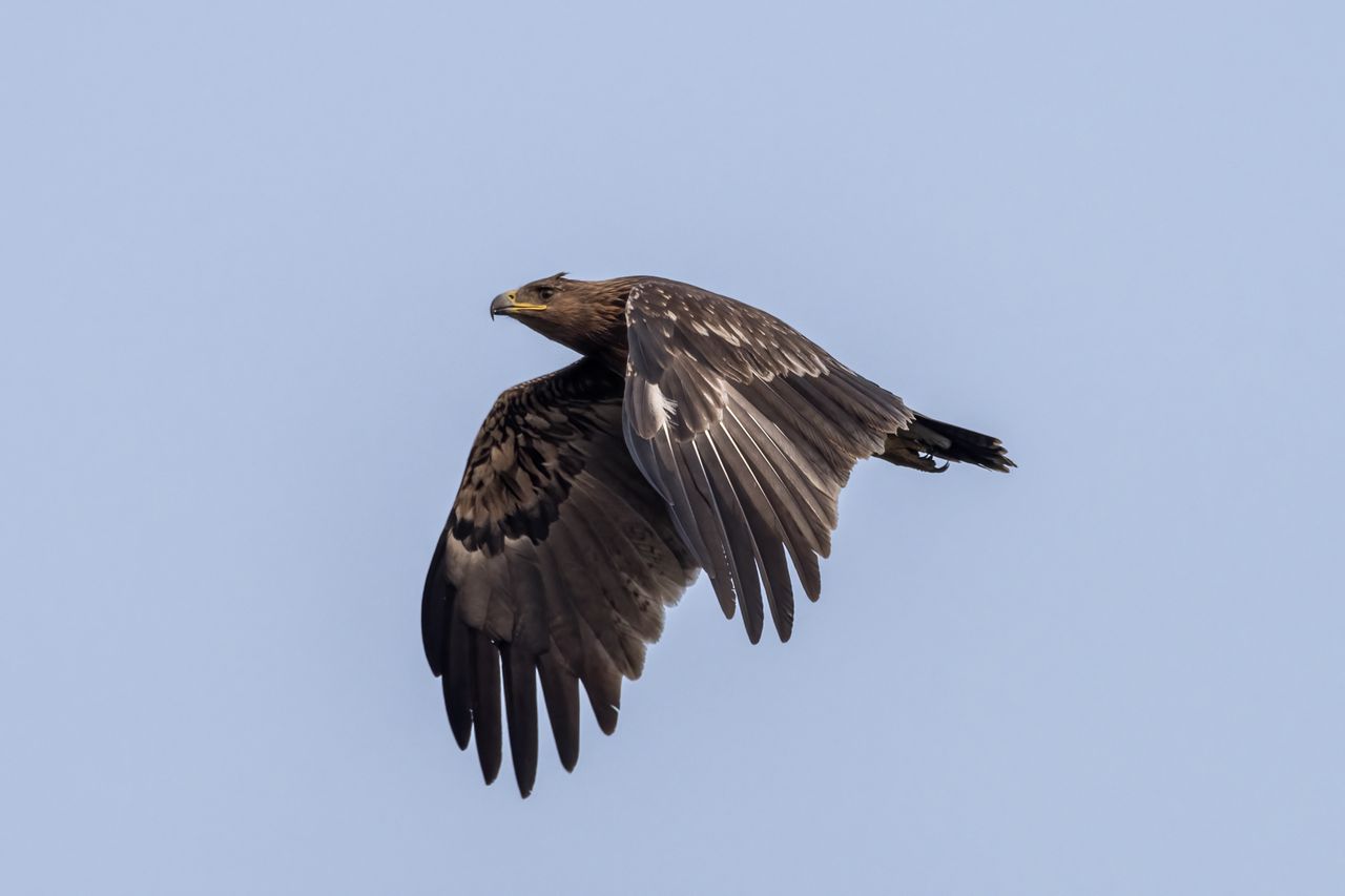 Migrating eagles reroute to avoid war-torn Ukraine