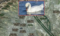 Morderca łabędzi grasuje w Wiedniu. Pilny apel policji