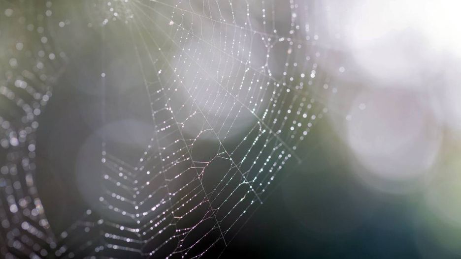 Beautiful spider web with droplets of dew, Indian summer
Anna Fotyma
spider, web, closeup, wildlife, indian summer, nature, natural, background, net, green, garden, forest, water, dew, dripped, droplet, light, sunlight, morning, early, dawn, rain, wet, sun, sunny, day, fragile, fragility, delicate, summer, autumn, fall, beautiful, beauty, simple, simplicity, subtile, arachnid, spider, web, closeup, wildlife, indian summer, nature, natural, background, net, green, garden, forest, water, dew, dripped, droplet, light, sunlight, morning, early, dawn, rain, wet, sun, sunny, day, fragile, fragility, delicate, summer, autumn, fall, beautiful, beauty, simple, simplicity, subtile, arachnid