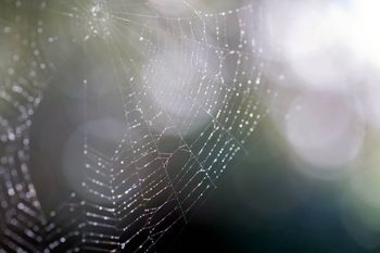 Motyle, pająki i babie lato. To jeszcze jesień czy już zima?