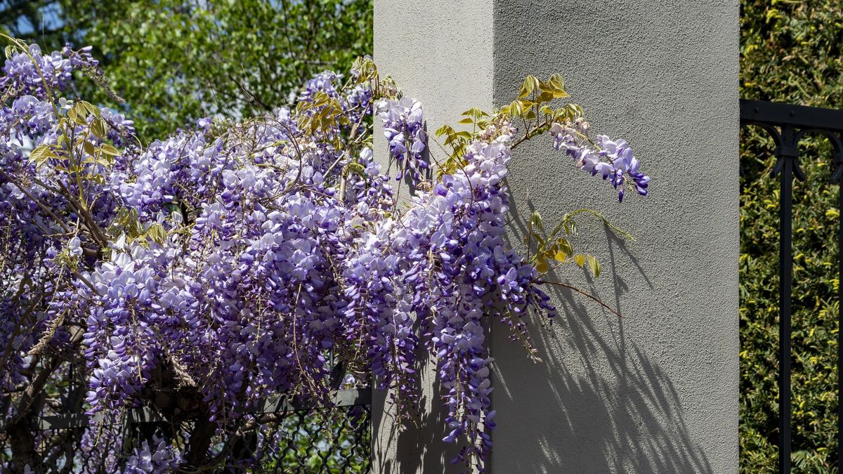 Wisteria jest toksyczna