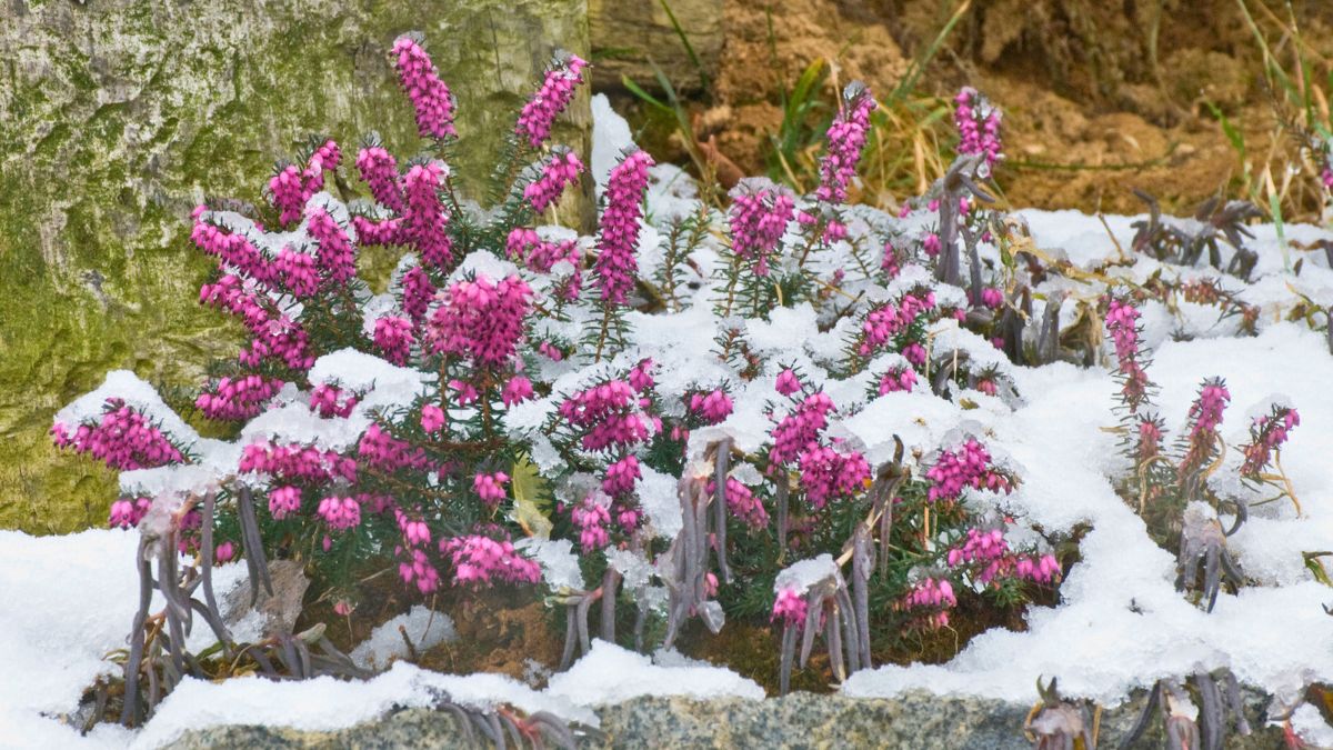 Kwiaty obsypane śniegiem