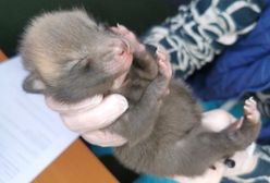 Warszawa. Straż miejska na ratunek zwierzakom [ZDJĘCIA]