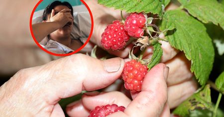 Larwy zagnieżdżają się w płucach, wątrobie. Tworzą groźne torbiele