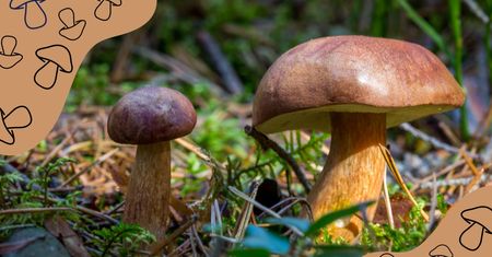Dla grzybiarzy - najlepsze aplikacje do rozpoznawania grzybów