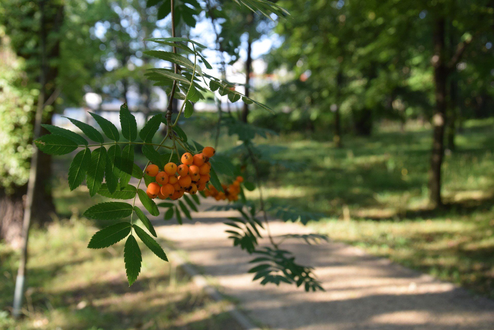 Park im. Mieszkańców Heiloo w Świętochłowicach