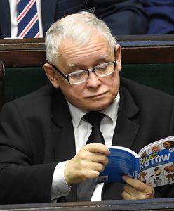 Kaczyński opowiedział o kotach. "Tłuką się po pyskach regularnie"