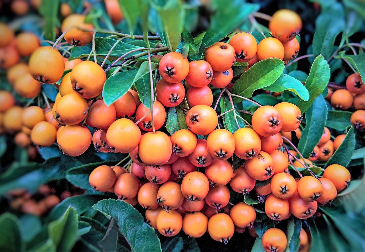 Rokitnik wzmocni układ odpornościowy