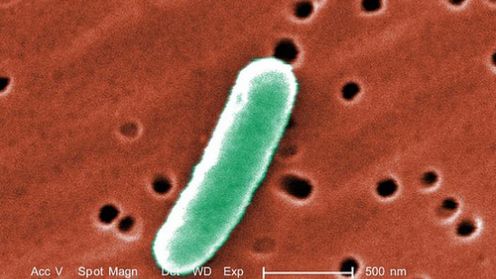 ePop – klucz do wzrostu wydajności układów biologicznych? (wideo) 1