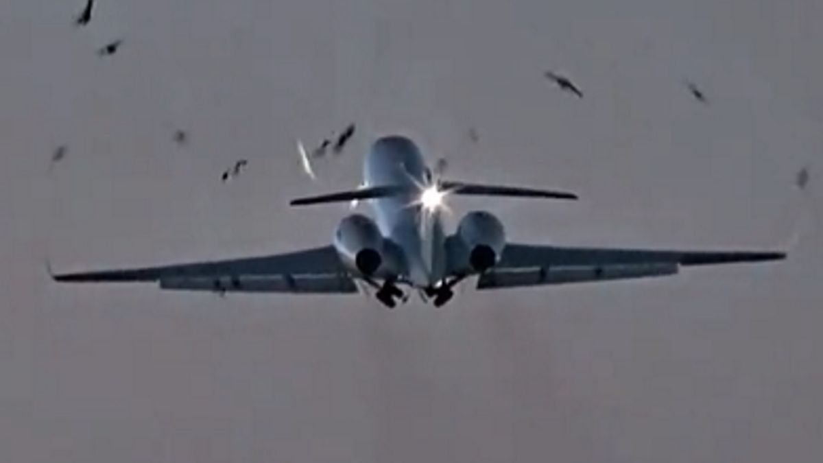 Ptaki mogły doprowadzić do tragedii