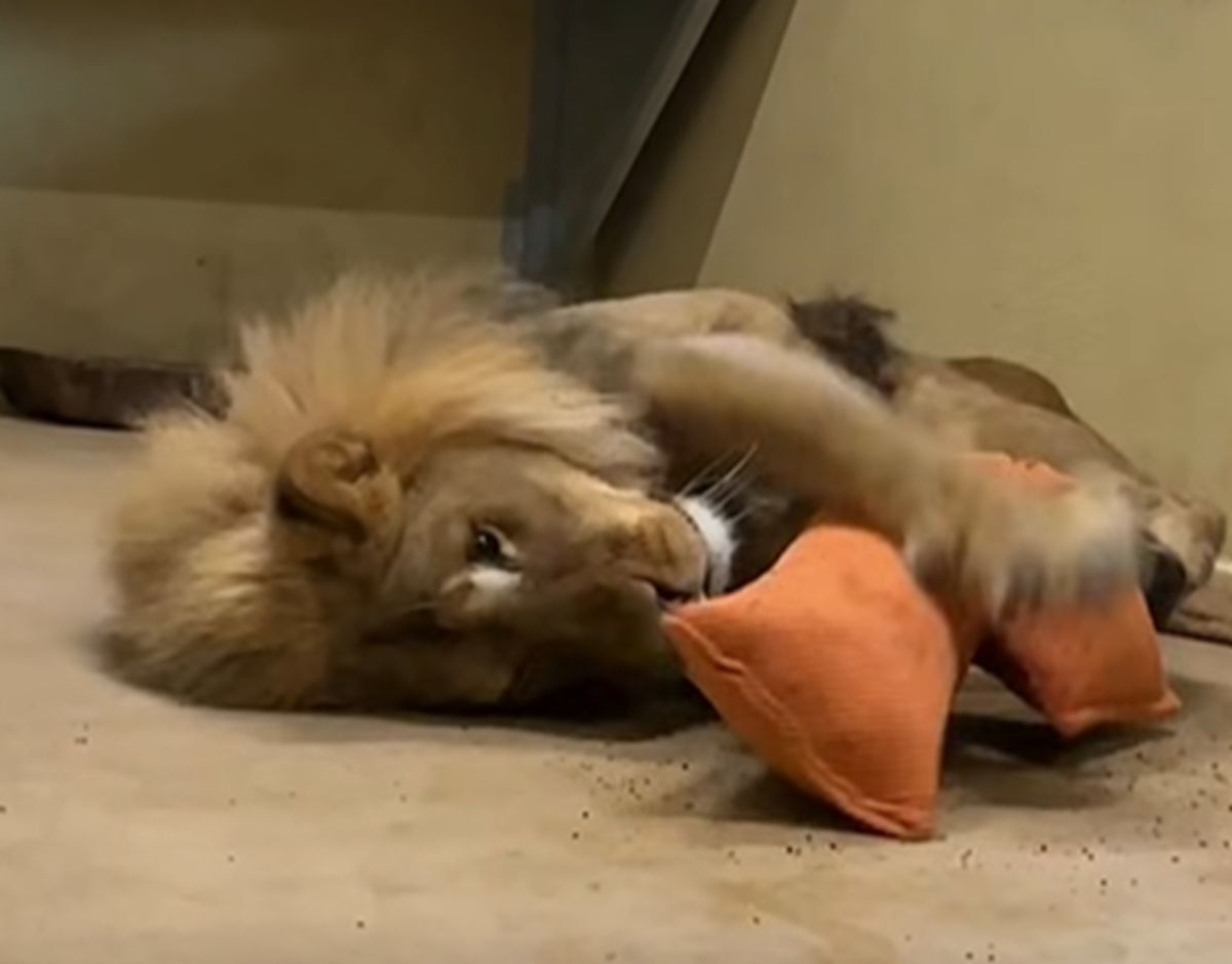 Nagrali zabawę lwa z Wrocławia.